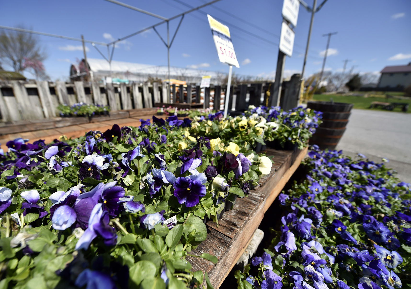 Pansies at Ken's Gardenhouse-Smoketown